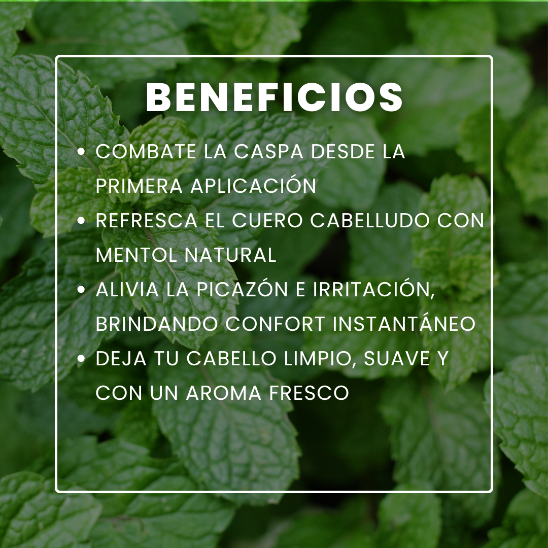 Shampoo Menta
